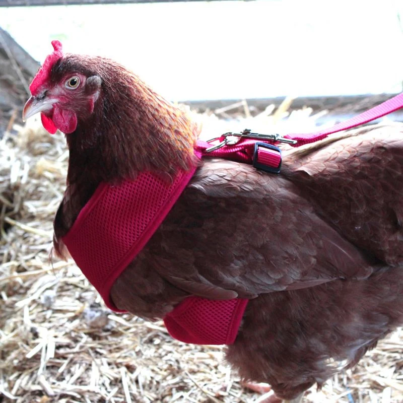 Adjustable Mesh Chicken Harness - Image 2