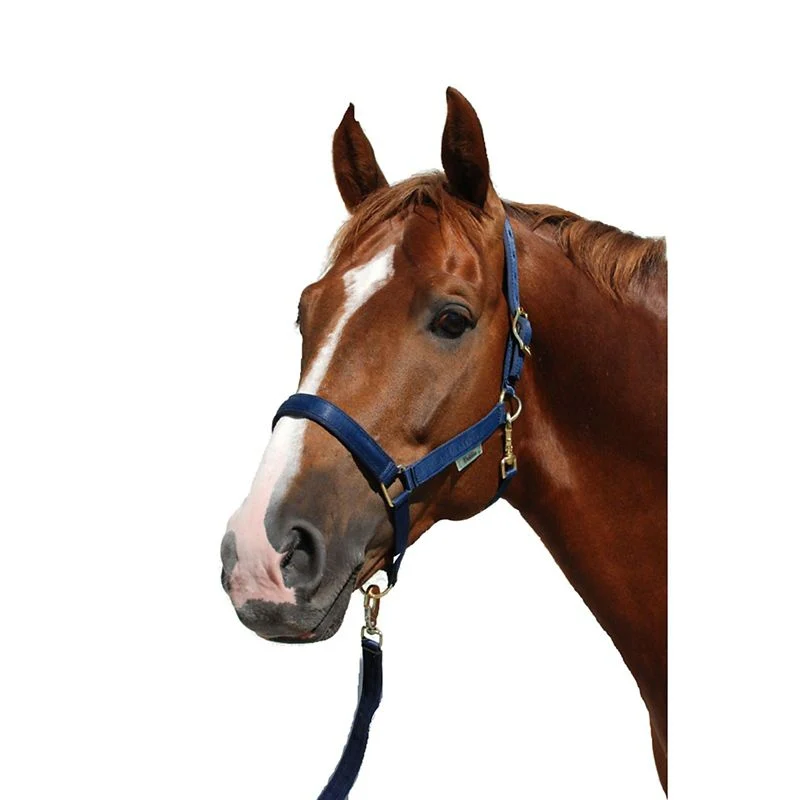 Bucas Dublin Halter Cob Black - Image 4