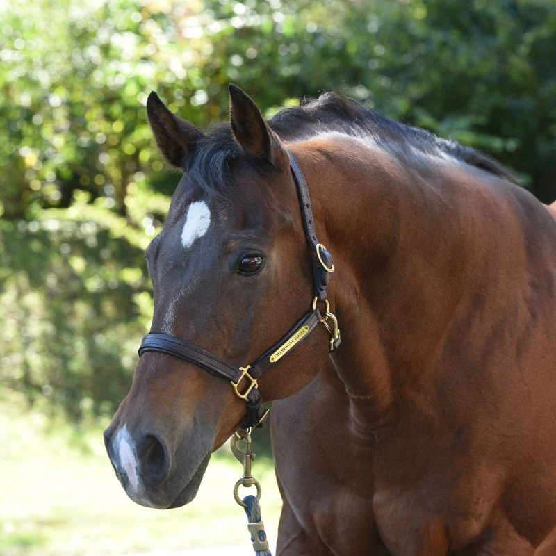 Perri's Personalized Padded Leather Halter - Image 18