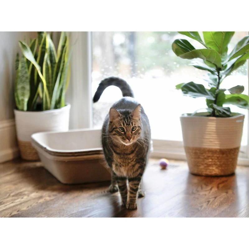 Kitty Sift Disposable Cat Litter Box 3Pk - Image 15