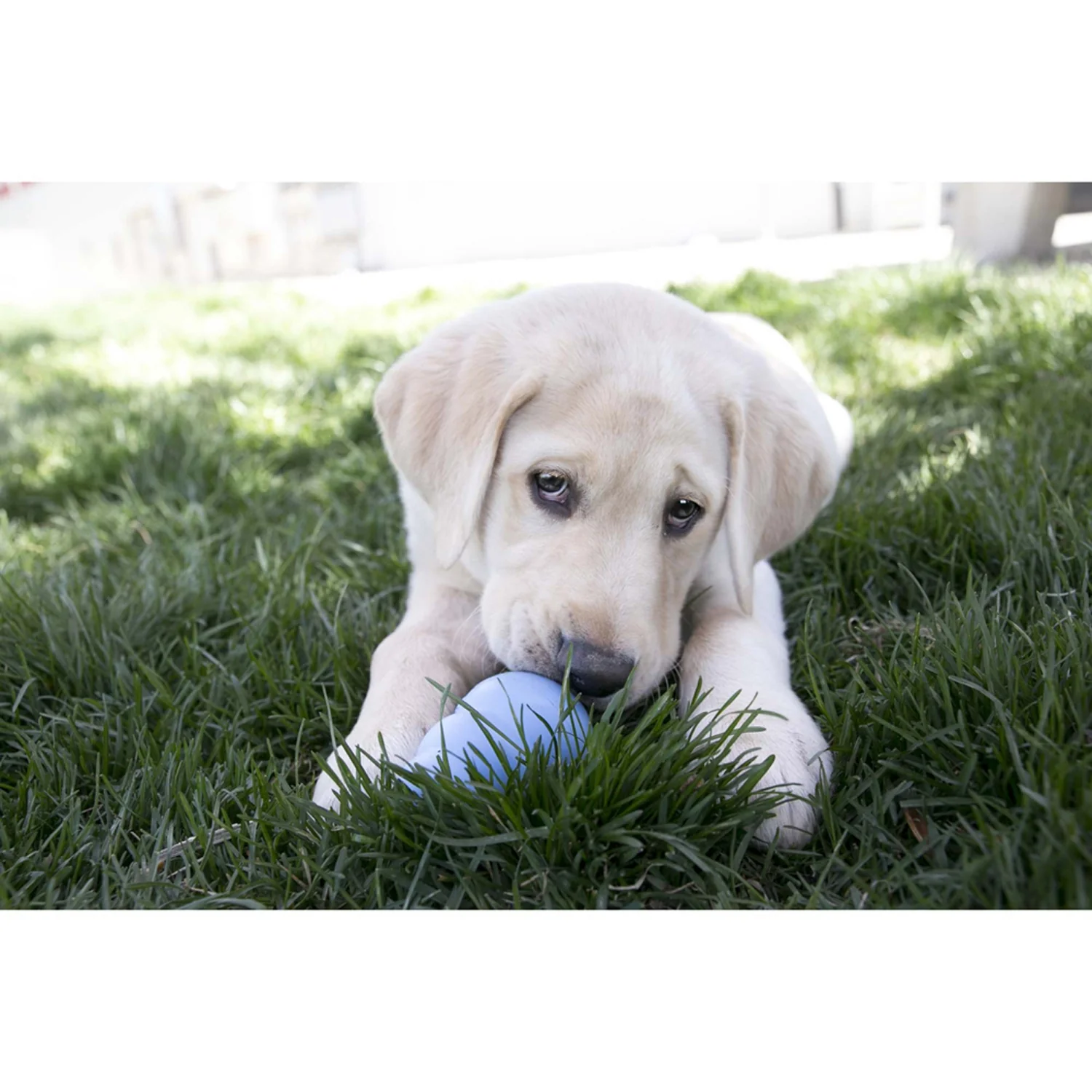 KONG Puppy Snacks - Image 5