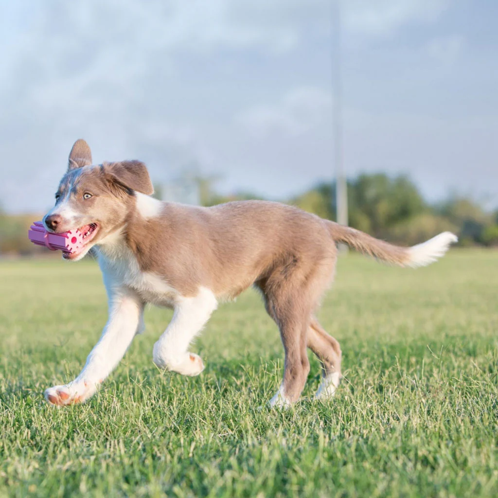 KONG Puppy Teeth Stick - Image 4