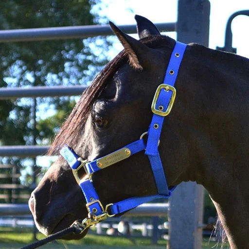 Ozark Mini/Pony Personalized Nylon Halter - Image 2