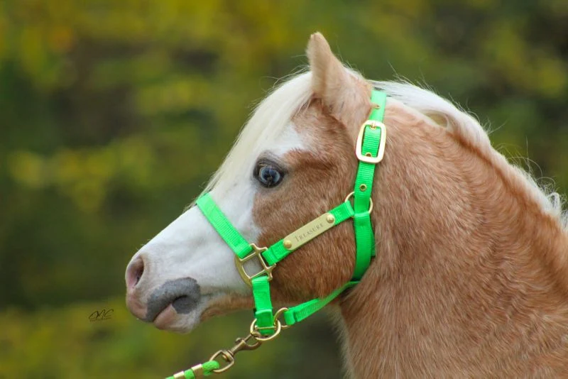 Ozark Mini/Pony Personalized Nylon Halter - Image 3