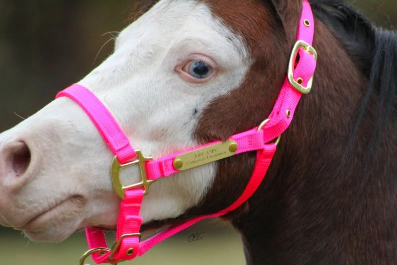 Ozark Mini/Pony Personalized Nylon Halter - Image 4
