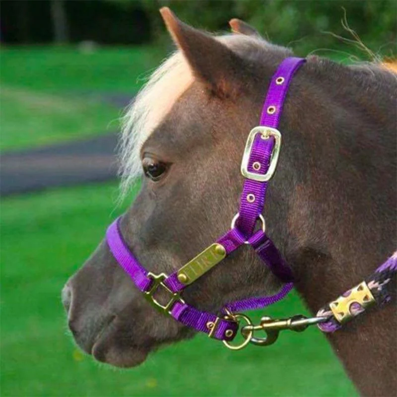 Ozark Mini/Pony Personalized Nylon Halter - Image 7