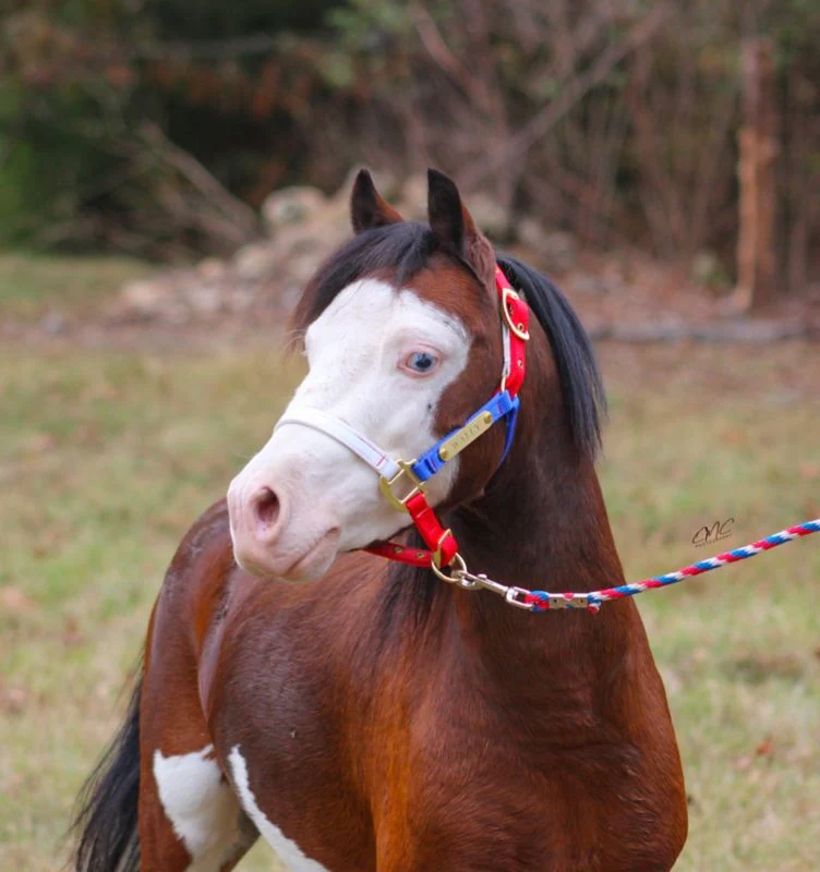 Ozark Mini/Pony Personalized Nylon Halter - Image 8