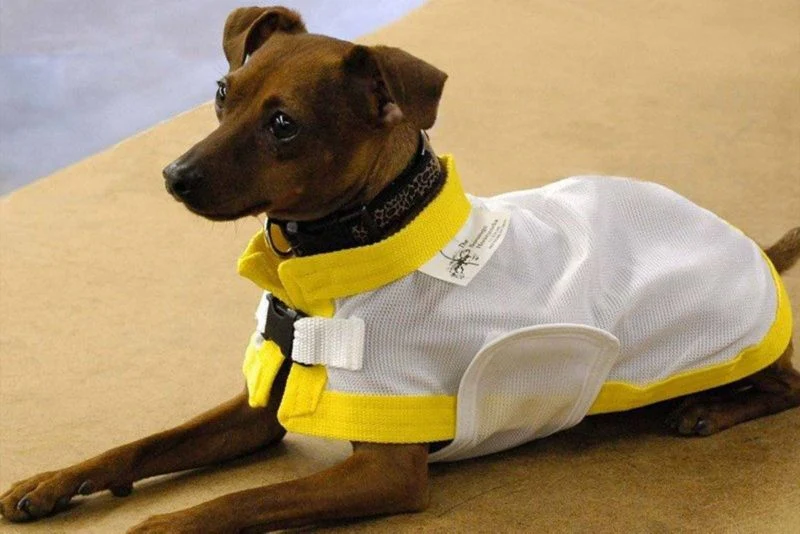 Saratoga Horseworks K9 Kool Coat 8 White/Black - Image 3