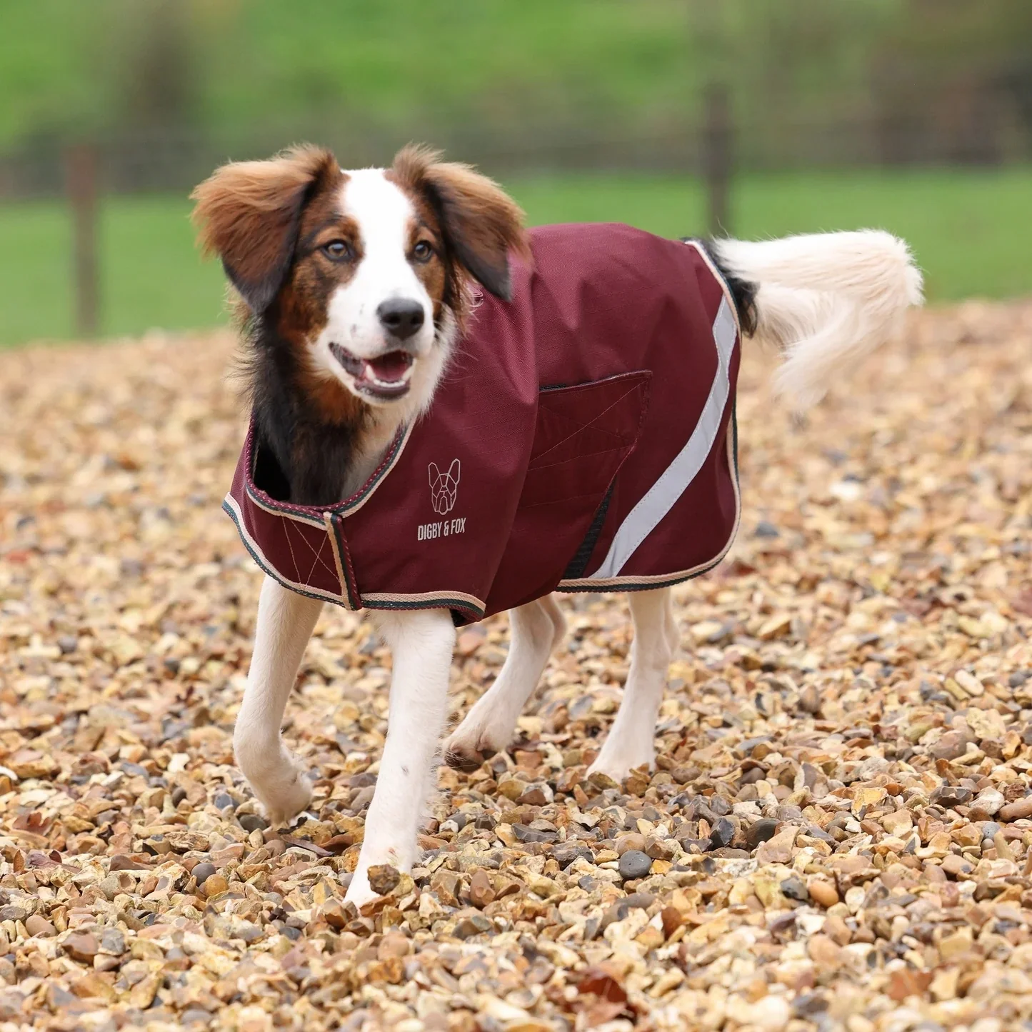 Shires Digby & Fox Lite Waterproof Dog Coat - Image 2