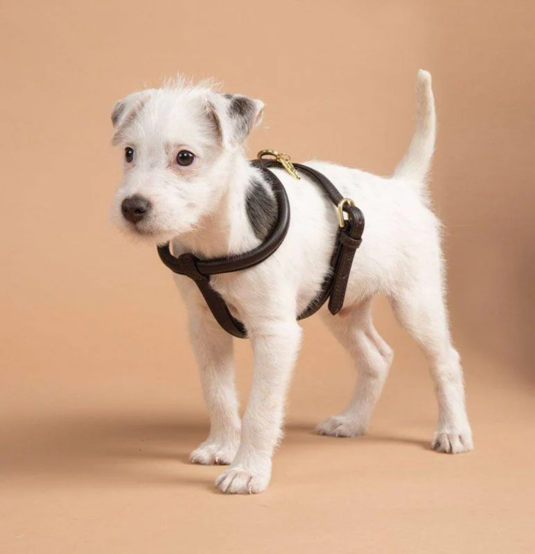Shires Digby Rolled Leather Harness - Image 7