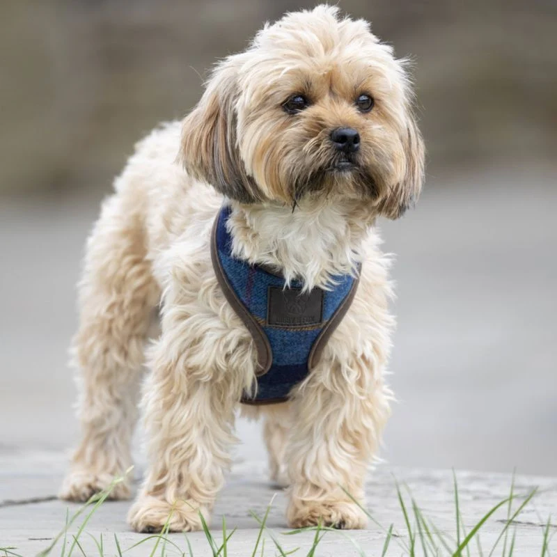 Shires Digby/Fox Tweed Dog Harness - Image 7