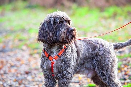 Shires Digby Fox Webbing Dog Harness - Image 2
