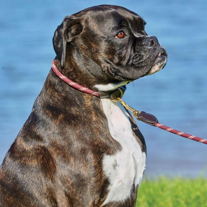 Weatherbeeta Rope Leather Dog Collar - Image 3